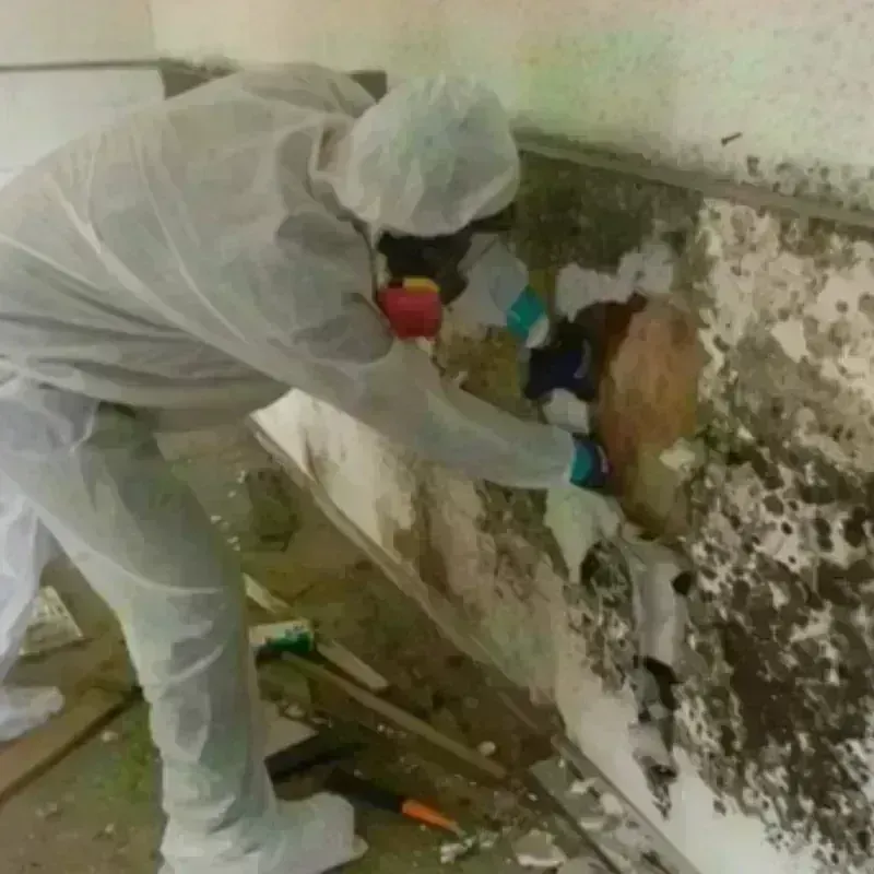 Mold Remediation and Removal in Boulevard Gardens, FL